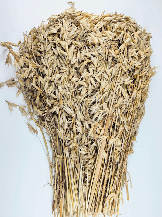 Oat in Bulk (500g)