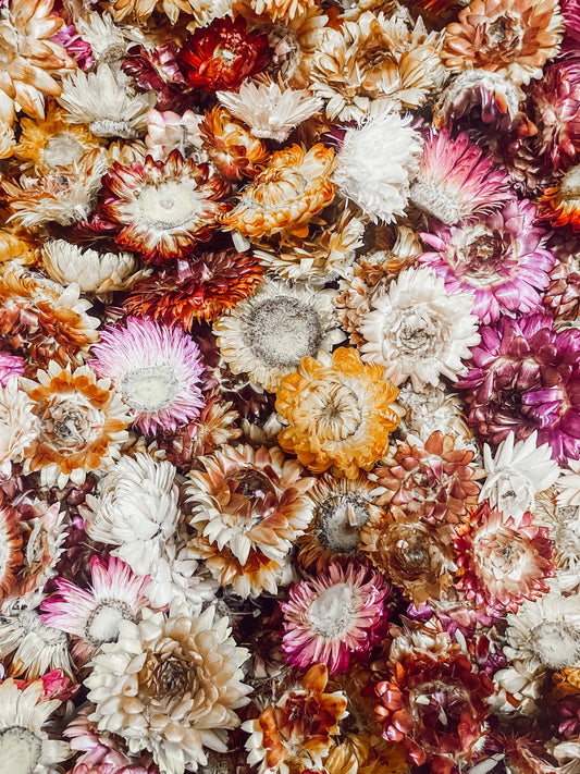 Fairy Garden Flower Mix (100g)