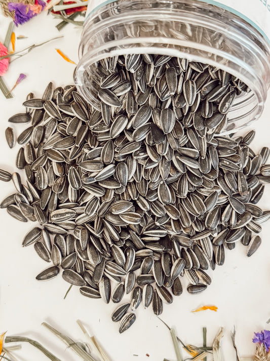 Raw Sunflower Seed Treats