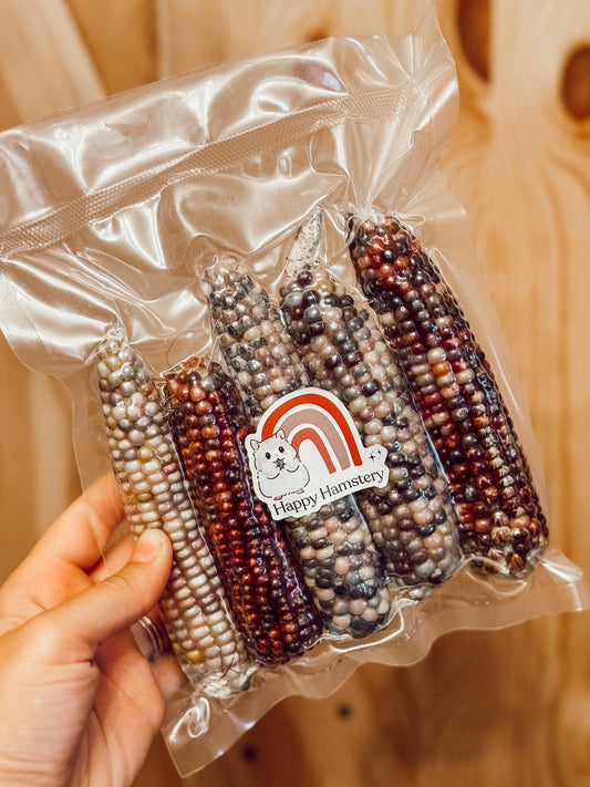 Large Multi-Colored Corn Cobs (5-Pack)