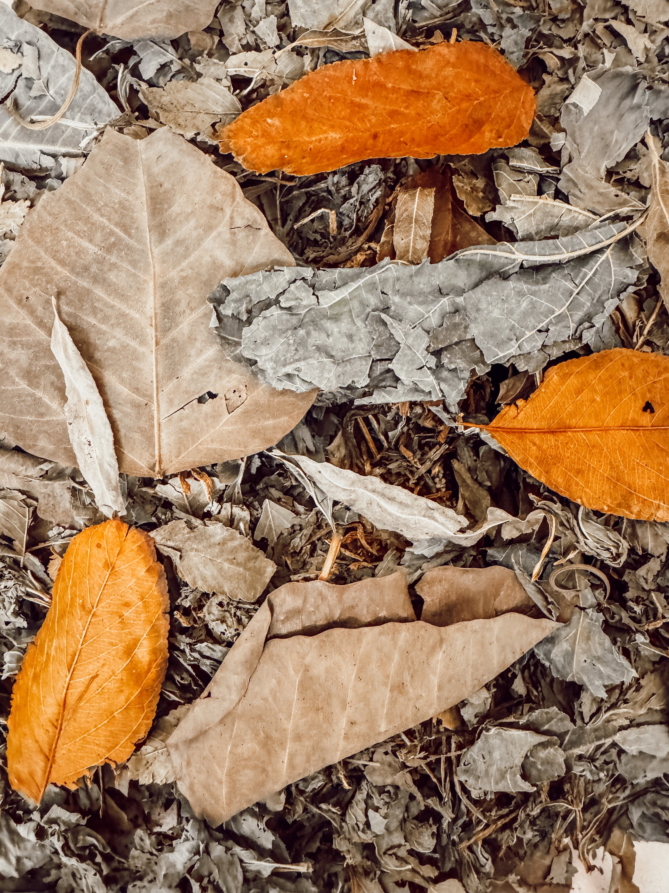 Fallen Leaf Garden Mix (100g)