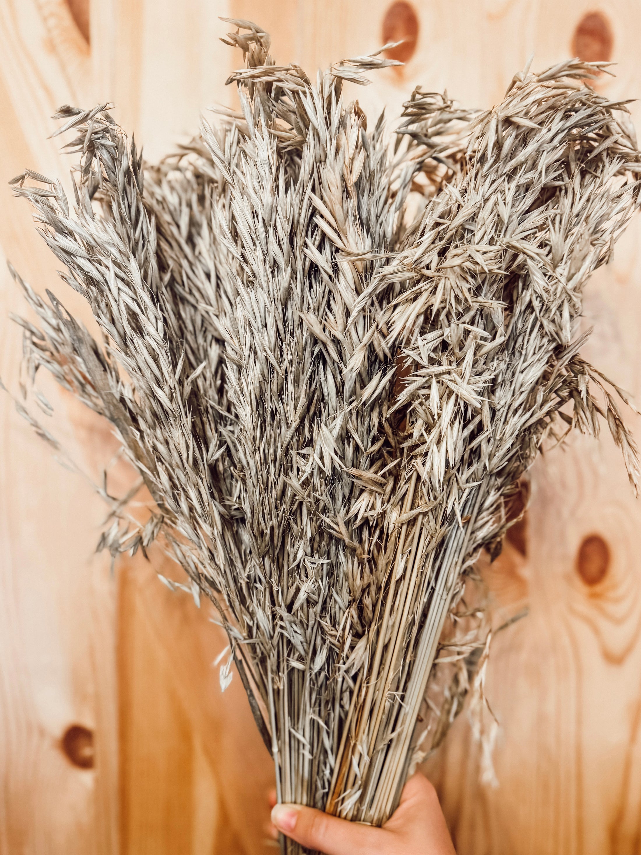 Large Bundle of Oat Sprays (200g)