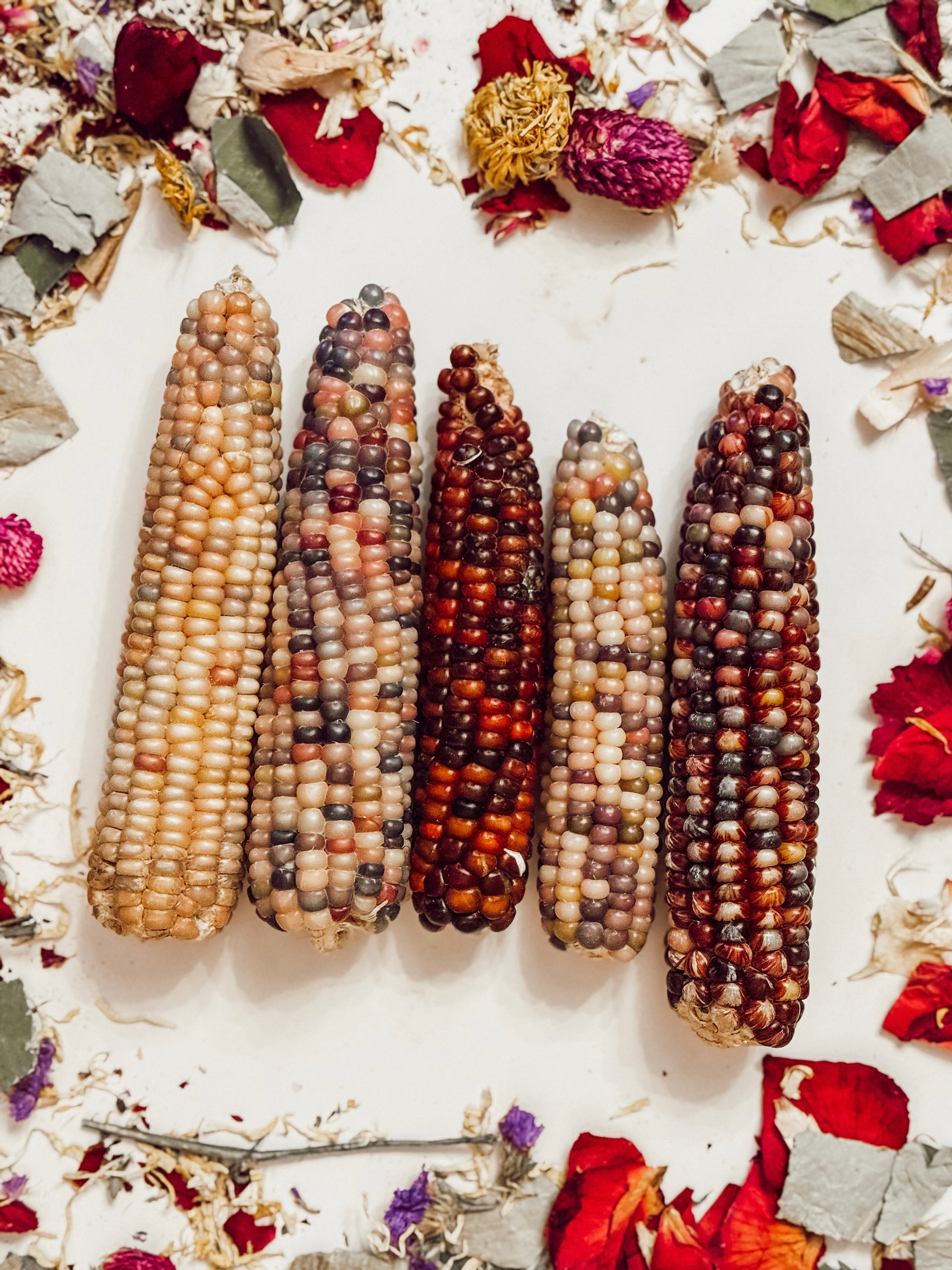 Large Multi-Colored Corn Cobs (5-Pack)