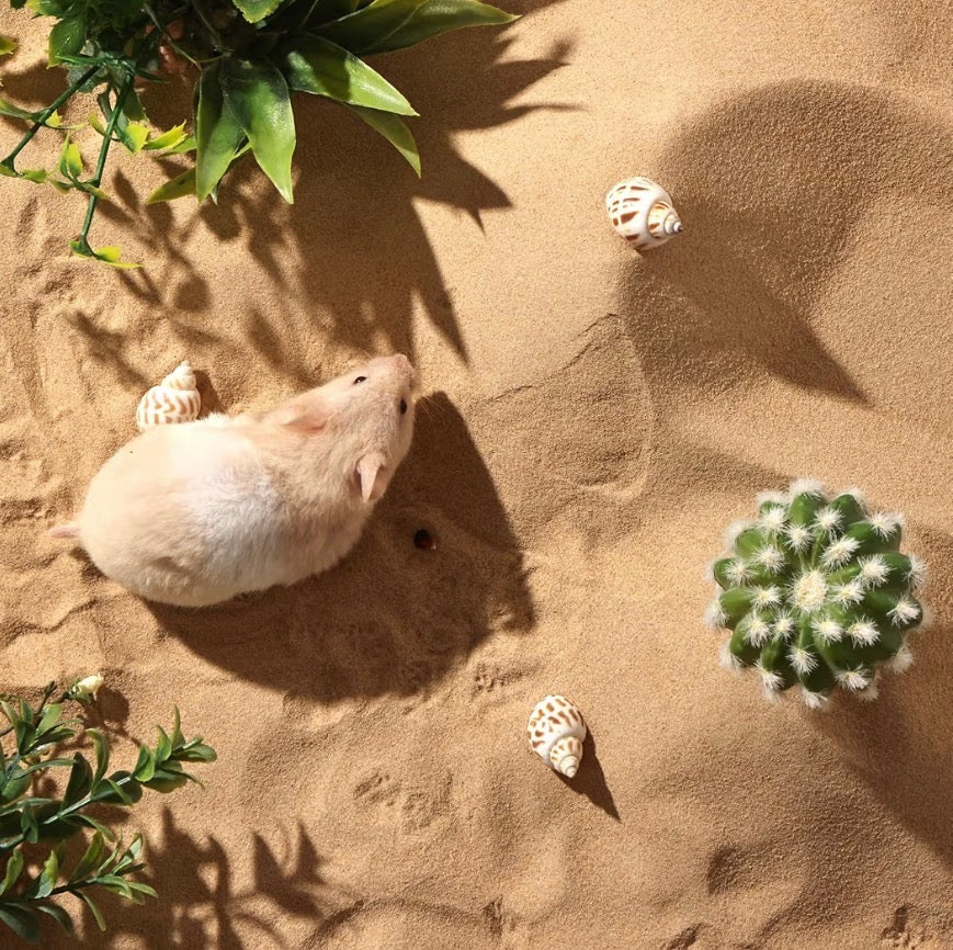 Desert Sand Bath