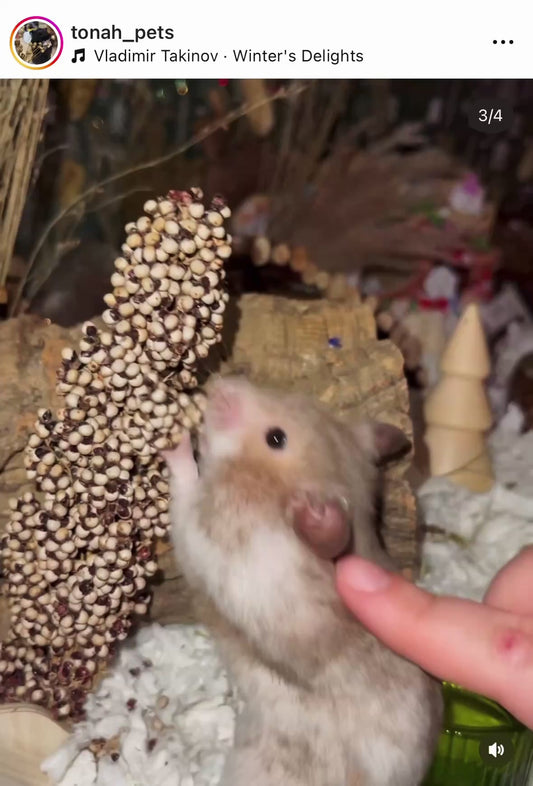 White Sorghum (2-Pack)