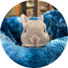 K&R Small Animal Sanctuary