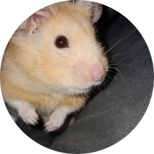 Hamsters Home Rescue