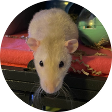Small and Furry